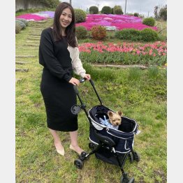 愛犬を自社のペットカートに乗せて散歩する川﨑愛さん（Ｃ）日刊ゲンダイ