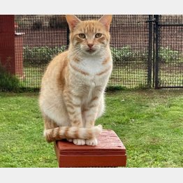 （「ラナイ・キャット・サンクチュアリー」のツイッターから）