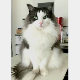 仲間の名前も認識している