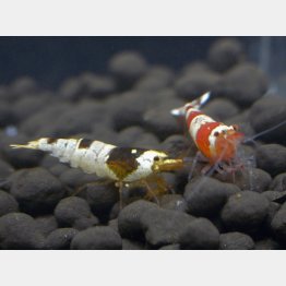 シマシマ模様が特徴のビーシュリンプ種（提供／FreedOn）