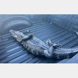 体長1.8メートル！（米セントクラウド市警のフェイスブックから）