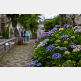 写真はイメージ（Ｃ）日刊ゲンダイ