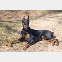 動物を愛する気持ちが暴走しても…（写真はイメージ）／（Ｃ）PIXTA