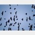 カラスの大群（Ｃ）PIXTA