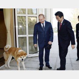 ソチで安倍首相（当時）を出迎えた「ゆめ」＝2014年（Ｃ）共同通信社