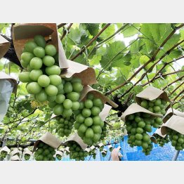 スーパーなどでもすっかりお馴染みの存在に