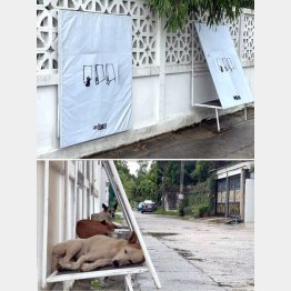 ご覧の通り！素晴らしいでしょ（「Stand For Strays」のフェイスブックから）