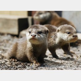「横浜・八景島シーパラダイス」水族館の住人、コツメカワウソの五つ子ちゃんたち（2021年撮影）／（Ｃ）共同通信社