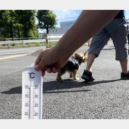 アスファルトの温度は思っている以上に高い（Ｃ）日刊ゲンダイ