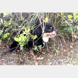 暑さで動かなくなるチワワ（Ｃ）日刊ゲンダイ