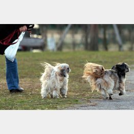 ペットをきっかけに広がる交流（Ｃ）日刊ゲンダイ