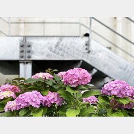 月1の庭掃除で交流（写真はイメージ）／（Ｃ）日刊ゲンダイ