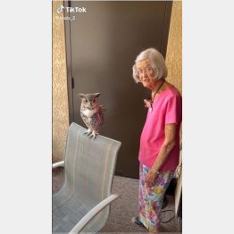 シャイさんのティックトックから