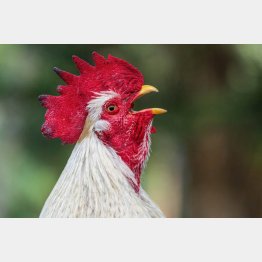 写真はイメージ（Ｃ）Sunshower Shots／iStock