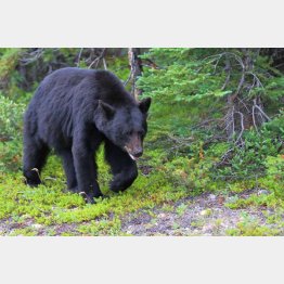 ダイニングルームに181キロのアメリカグマが…（写真はイメージ）／（Ｃ）PIXTA