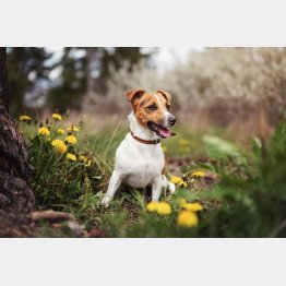 写真はイメージ（Ｃ）Lubo Ivanko／iStock