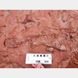 リサさんが発見した化石（ローラさんのフェイスブックから）