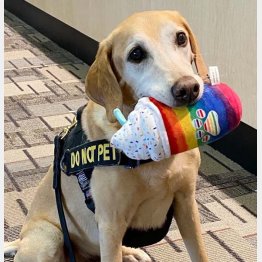 爆発物探知犬として空港に勤務していたイーバース（MSP空港のツイッターから）