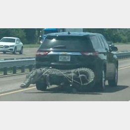 フロリダでは、確かにワニをたくさん見かけるけど…（フェイスブックから）