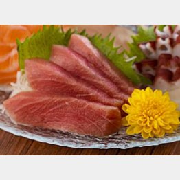 三浦半島でマグロを堪能したい