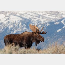 写真はイメージ（Ｃ）equigini／iStock