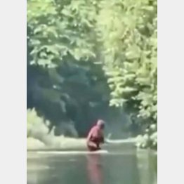 ドスタートさんが撮影した“ビッグフット”（ツイッターから）