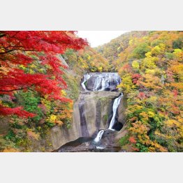 コントラストが鮮やか（提供写真）