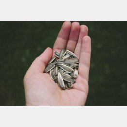 ヒマワリの種は中国人の大好物