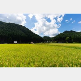 写真はイメージ