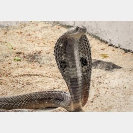 写真はイメージ