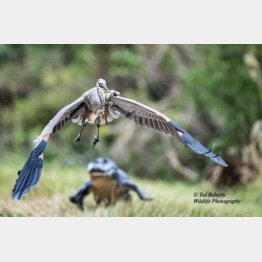 オオアオサギがくわえているのはアリゲーターの赤ちゃん（オーランド・ウェットランズ・パークのフェイスブックから）