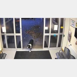 警察に“自首”したロージー（レスターシャー警察のフェイスブックから）