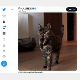 （ギネス公式ツイッターから）