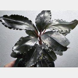 Blutanさんはブセを（提供写真）