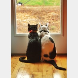 左からミッキー（オス／10歳）とねこたん（オス／11歳）