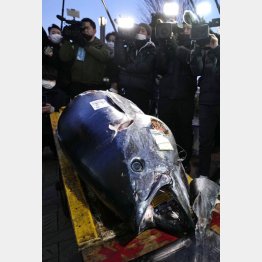 落札された大間産クロマグロ（Ｃ）共同通信社