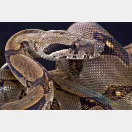 ボアコンストリクター（Ｃ）reptiles4all／iStock