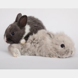 写真はイメージ（Ｃ）iStock