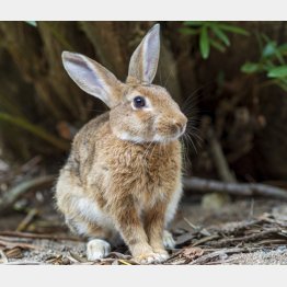 かわいいイメージだが、意外と野性味にあふれ精力旺盛なウサギ