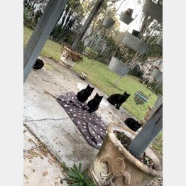 見るニャーッ（米レディットから）