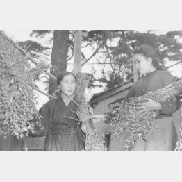 長女の満枝とそばの手入れをする東條英機夫人の勝子（1946年11月11日）／（Ｃ）共同通信社