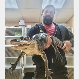 保護されたアリゲーター（MCSPCAのフェイスブックから）