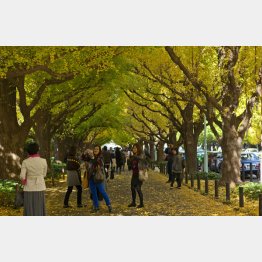 外国人は日本や東京の自然に魅力を感じている。誰もショッピングモールに行きたいと思わない（東京・神宮外苑の銀杏並木を楽しむ観光客）／（Ｃ）日刊ゲンダイ