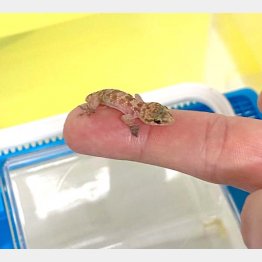 （アシュリー動物医療センターのフェイスブックから）