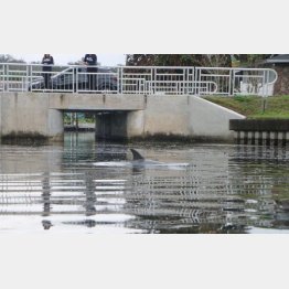 （クリアウォーター海洋水族館のフェイスブックから）