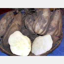 芋焼酎の主原料「コガネセンガン」／（Ｃ）日刊ゲンダイ