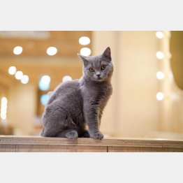 どんなにかわいくても法律上はただの「物」