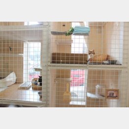 猫に専用の個室を用意（提供写真）