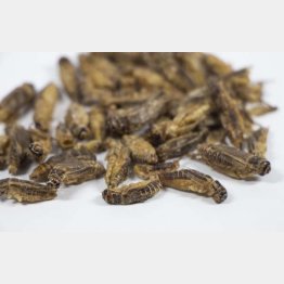 人はコオロギを食べてきていませんでした