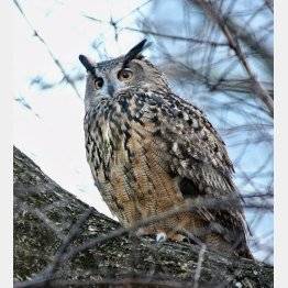 （米野鳥観察団体「マンハッタン・バード・アラート」のツイッターから）